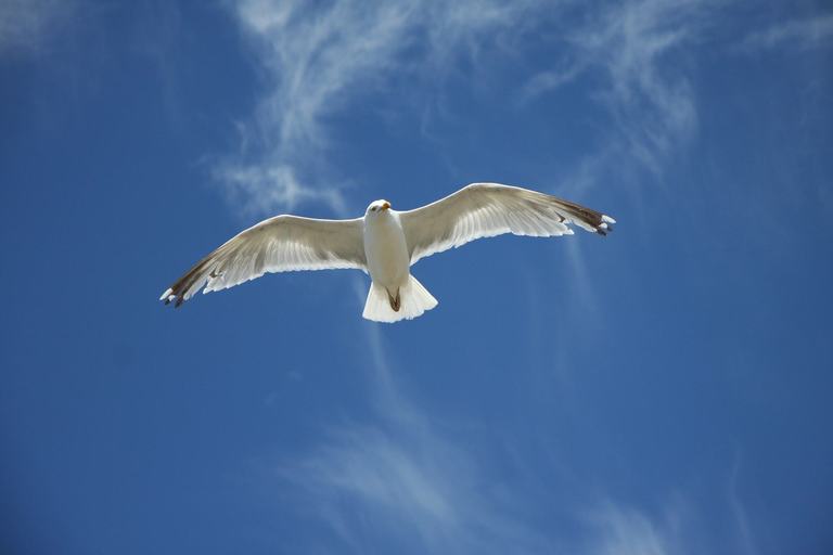 bird that is flying independently in the sky